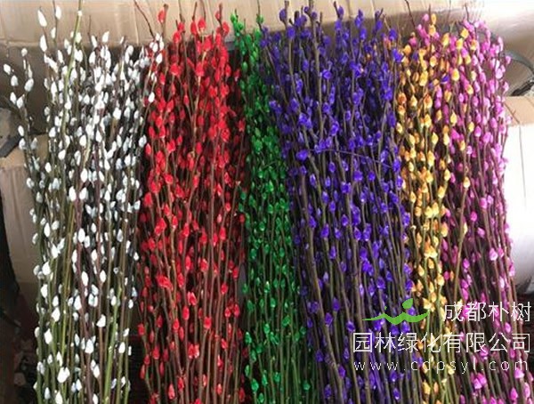 银柳主要是干养还是水培？