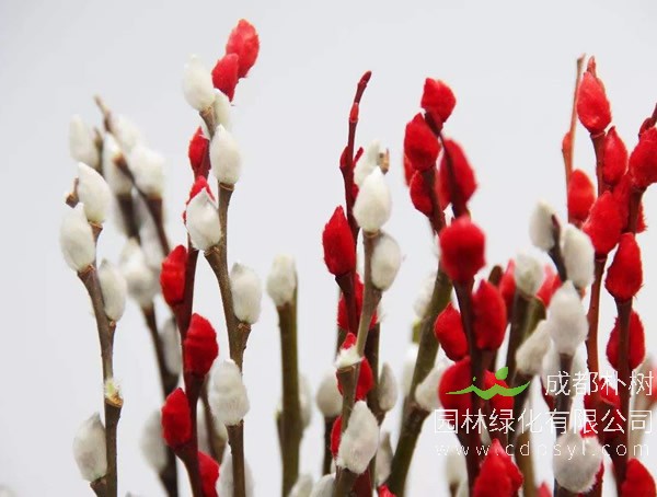 银柳需要放水养植吗？