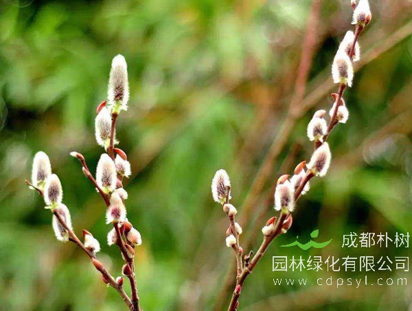 彩色银柳枝插花瓶要放水吗？