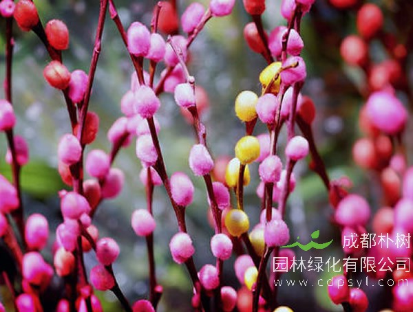 怎样扦插繁殖银柳？