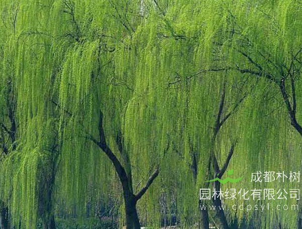 柳树价格-图片-品种-价值-名称来源