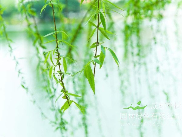 柳树价格-图片-品种-价值-名称来源