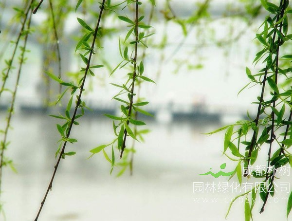 柳树价格-图片-品种-价值-名称来源