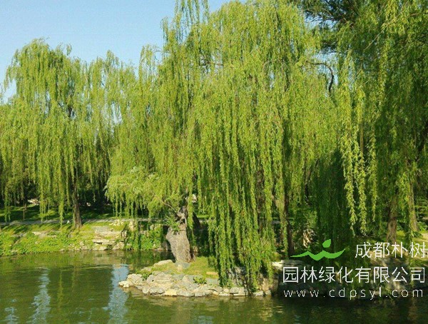 柳树为什么会被人当做阴气很重的树木？