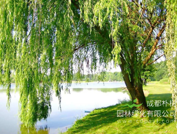 柳树价格-图片-品种-价值-名称来源