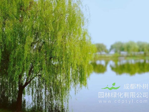 柳树价格-图片-品种-价值-名称来源