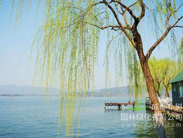 柳树价格-图片-品种-价值-名称来源