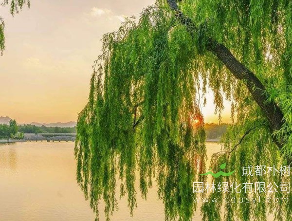 垂柳树图片