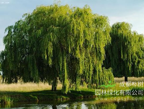 柳树价格-图片-品种-价值-名称来源