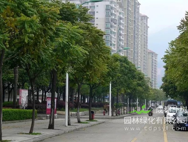 麻楝价格—图片-形态特征-实用价值