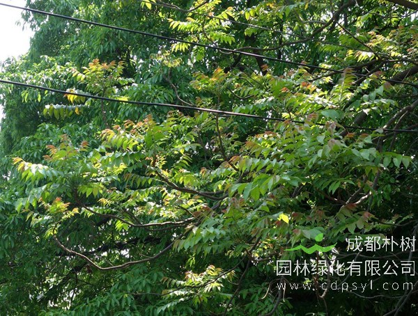 麻楝树与栾树有何区别？