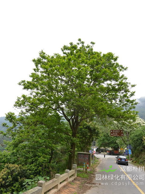 麻楝是常绿还是落叶树？