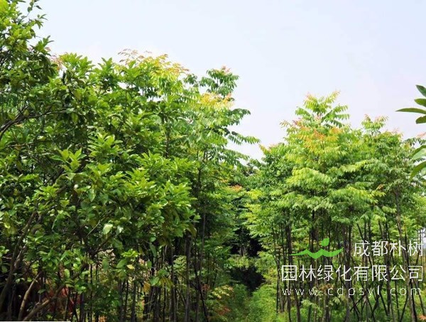 麻楝价格—图片-形态特征-实用价值