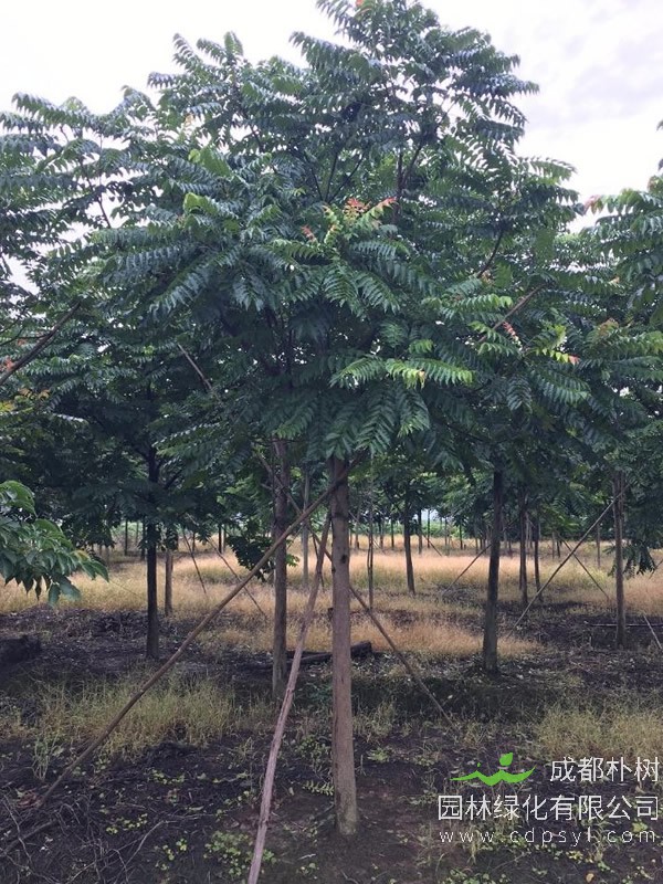 麻楝的生长习性有哪些？