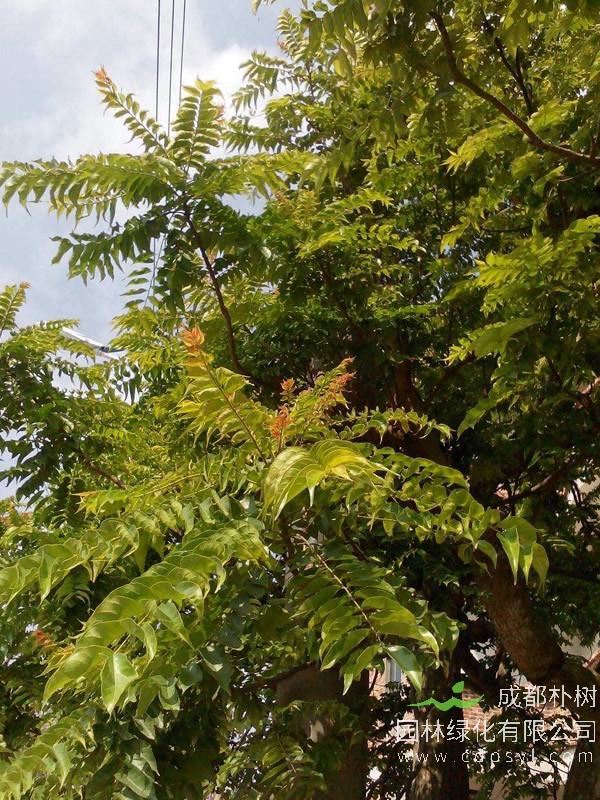 麻楝价格—图片-形态特征-实用价值