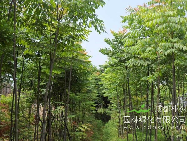 麻楝和重阳木的区别有哪些？