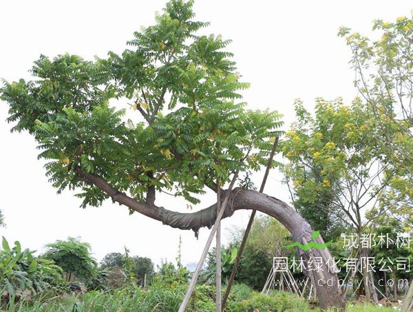 麻楝价格—图片-形态特征-实用价值