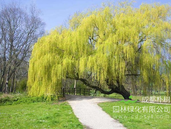 垂柳价格-图片-生长习性-栽培技术以及主要价值