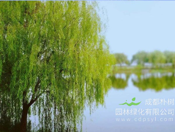 垂柳价格-图片-生长习性-栽培技术以及主要价值