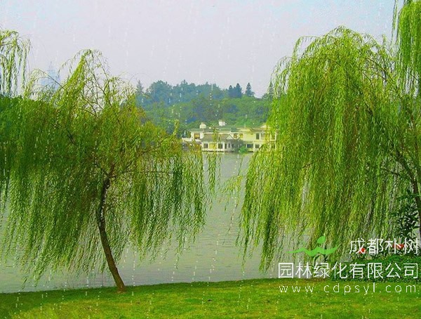 垂柳价格-图片-生长习性-栽培技术以及主要价值