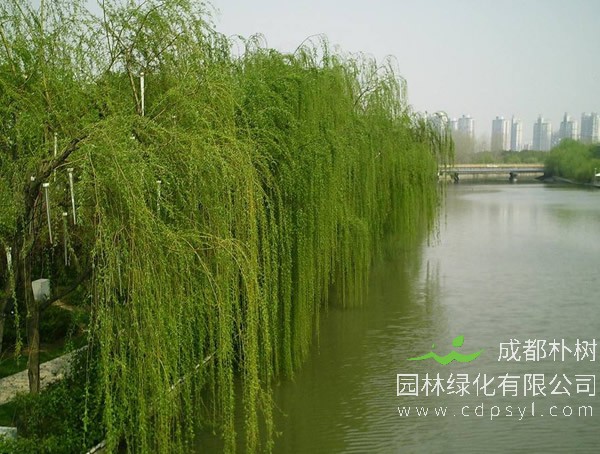 垂柳价格-图片-生长习性-栽培技术以及主要价值