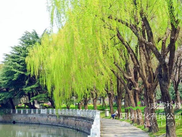 垂柳价格-图片-生长习性-栽培技术以及主要价值