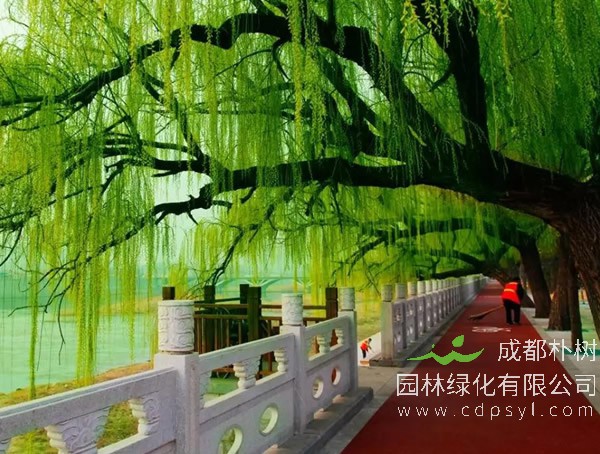 垂柳的象征和寓意是什么？