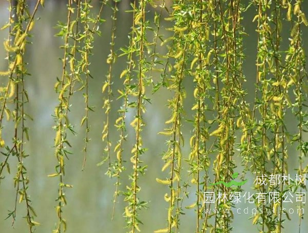 垂柳是什么植物？