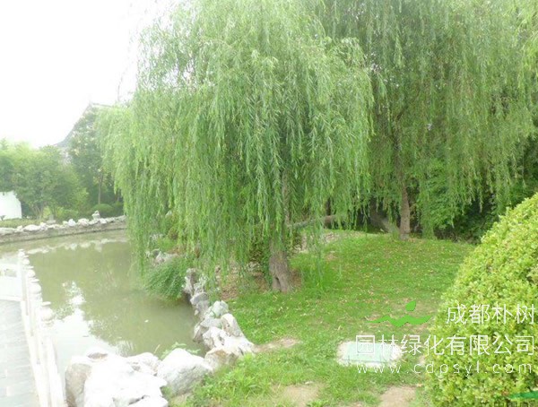 垂柳要怎样整形修剪？