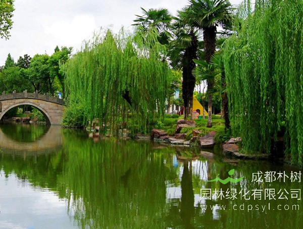 垂柳价格-图片-生长习性-栽培技术以及主要价值