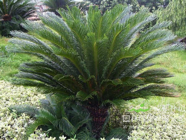 苏铁的价格，苏铁2020年最新行情，苏铁卖多少钱？