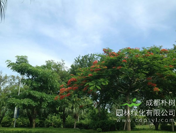 古代城池内外的绿化(街路艺术)，寺庙里的绿色景观