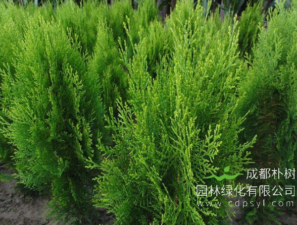 侧柏的价格，侧柏2020年最新行情，侧柏卖多少钱？