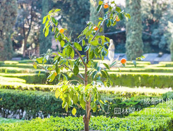 不知道自家庭院如何设计？不妨看看这些 