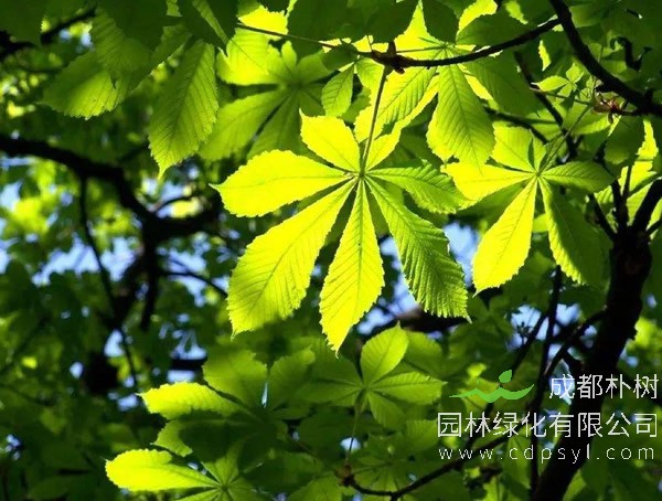 七叶树的价格，七叶树2020年最新行情，七叶树卖多少钱？