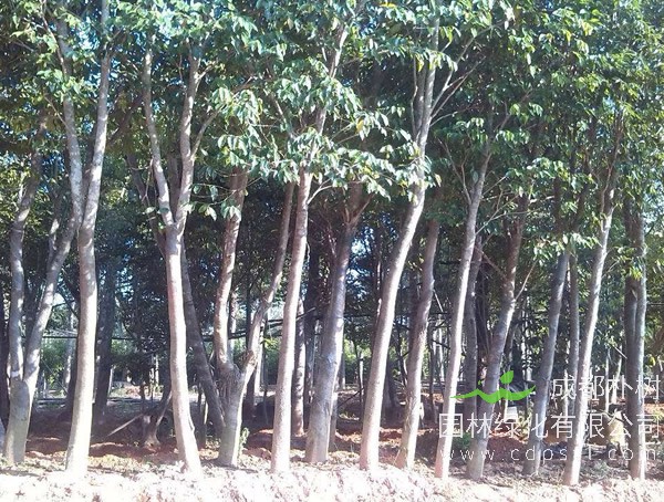 沉香树价格，沉香树2020年最新行情，沉香树卖多少钱？