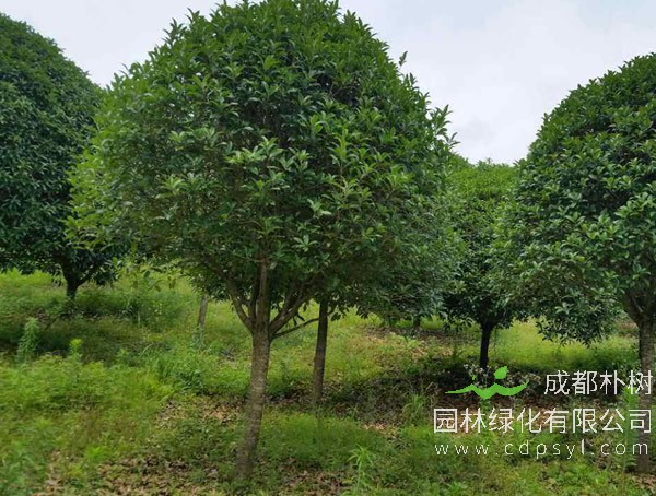 3种街道常见“绿化树”，选根枝条“高压扦插”，做成盆景价值贵