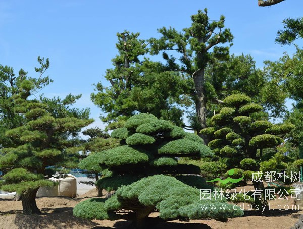 3种街道常见“绿化树”，选根枝条“高压扦插”，做成盆景价值贵