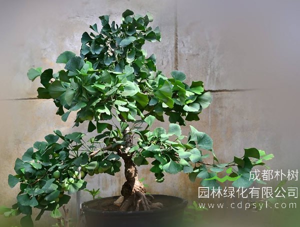 3种街道常见“绿化树”，选根枝条“高压扦插”，做成盆景价值贵