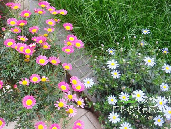 成都朴树园林：庭院花境如何营造？ 