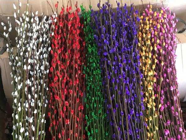 银柳主要是干养还是水培？