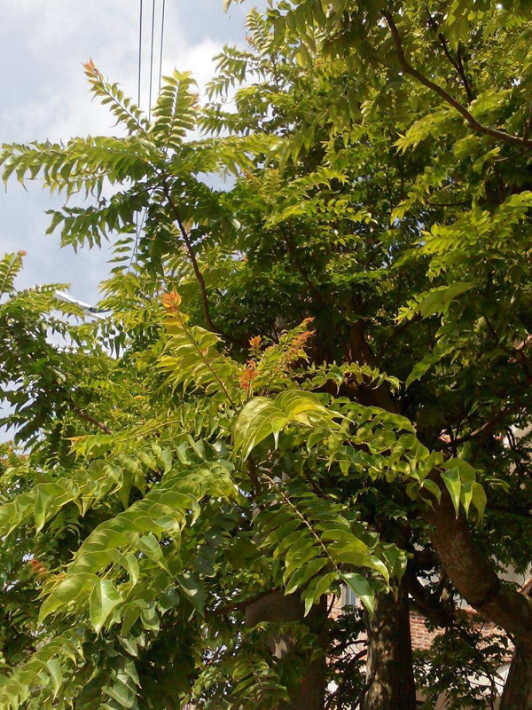 麻楝的形态特征是什么？