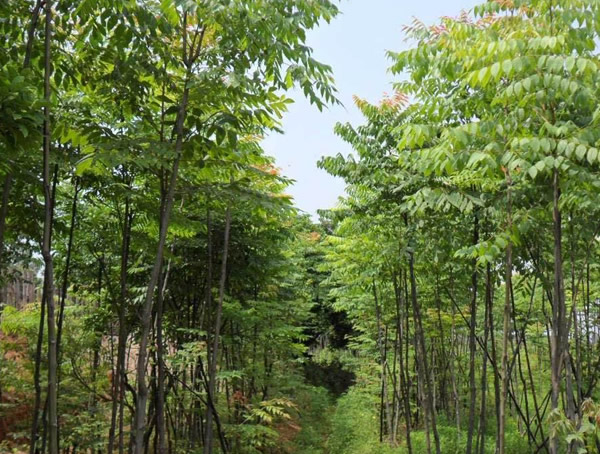 麻楝和重阳木的区别有哪些？