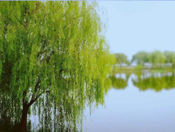 垂柳跟杨柳有什么不同？