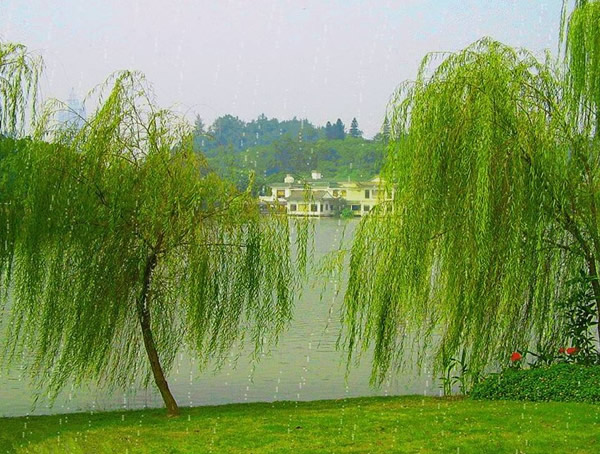 旱柳、垂柳、绦柳的区别有哪些？