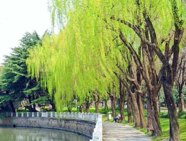 垂柳的形态特征有哪些？