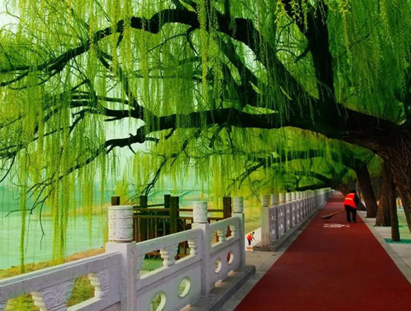 垂柳的象征和寓意是什么？