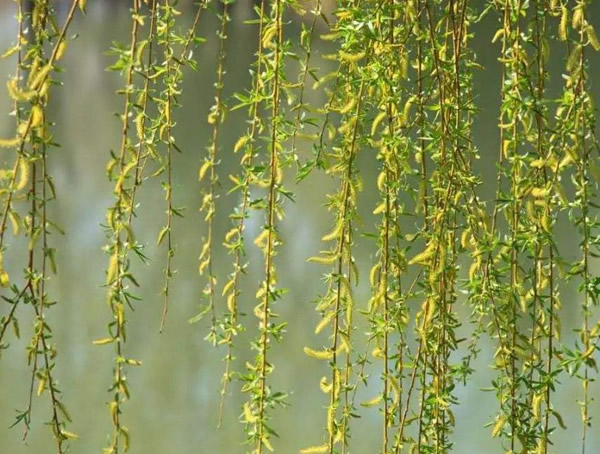 垂柳是什么植物？