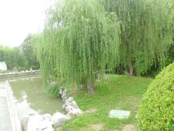 垂柳要怎样整形修剪？