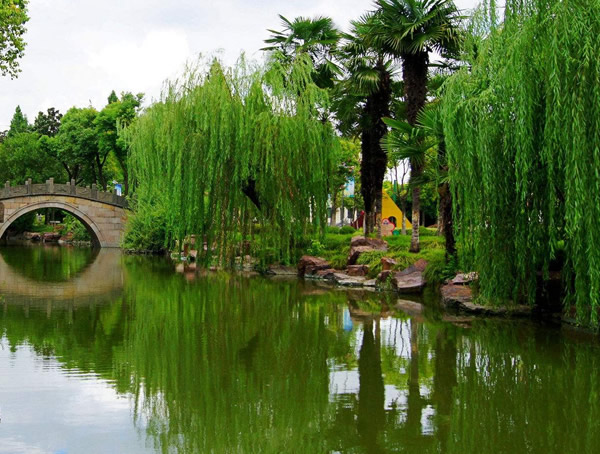 垂柳是乔木吗？